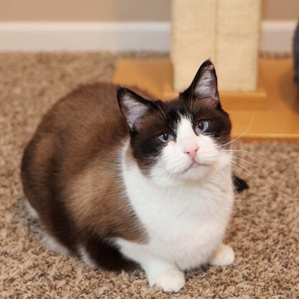 Faith, an adoptable Snowshoe, Domestic Short Hair in FAIRWAY, KS, 66205 | Photo Image 1