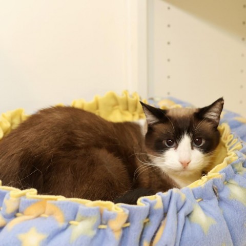 Faith, an adoptable Snowshoe, Domestic Short Hair in FAIRWAY, KS, 66205 | Photo Image 2