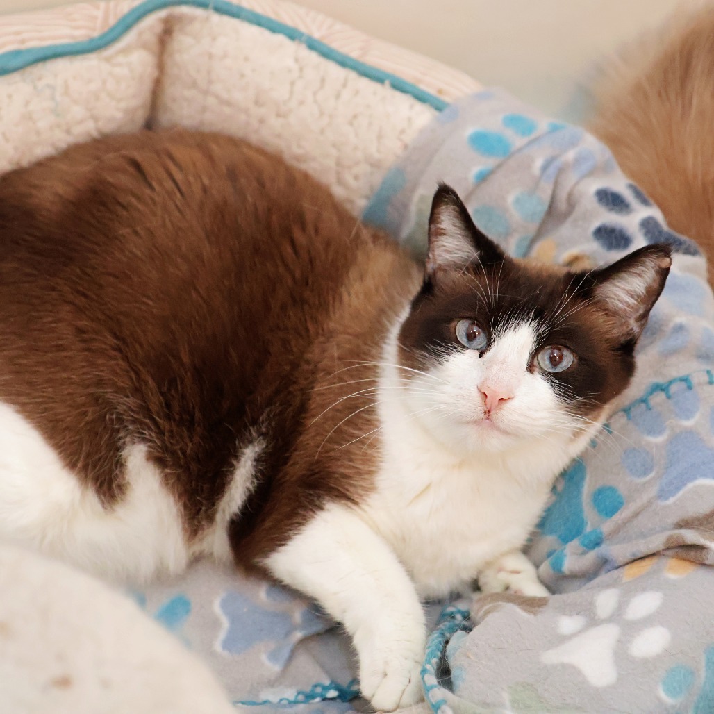 Faith, an adoptable Snowshoe, Domestic Short Hair in FAIRWAY, KS, 66205 | Photo Image 2