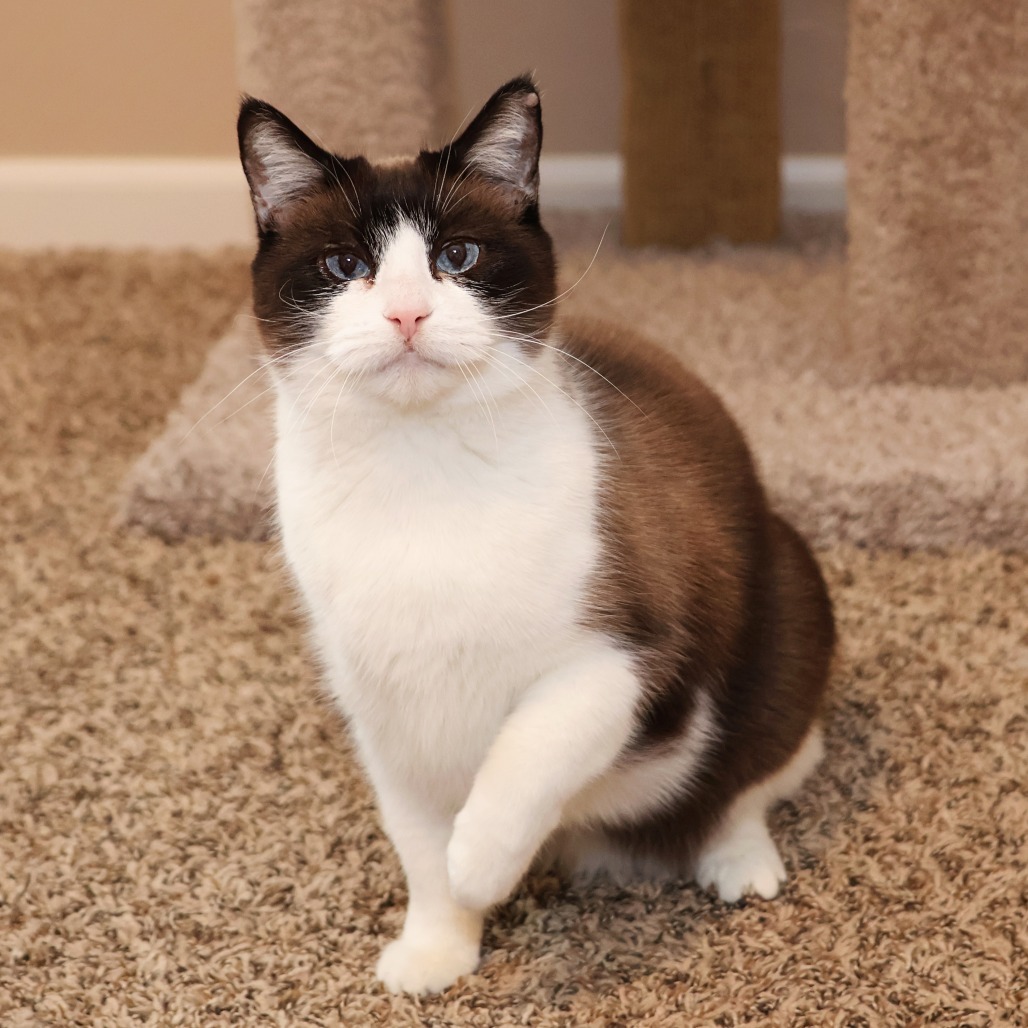 Faith, an adoptable Snowshoe, Domestic Short Hair in FAIRWAY, KS, 66205 | Photo Image 2