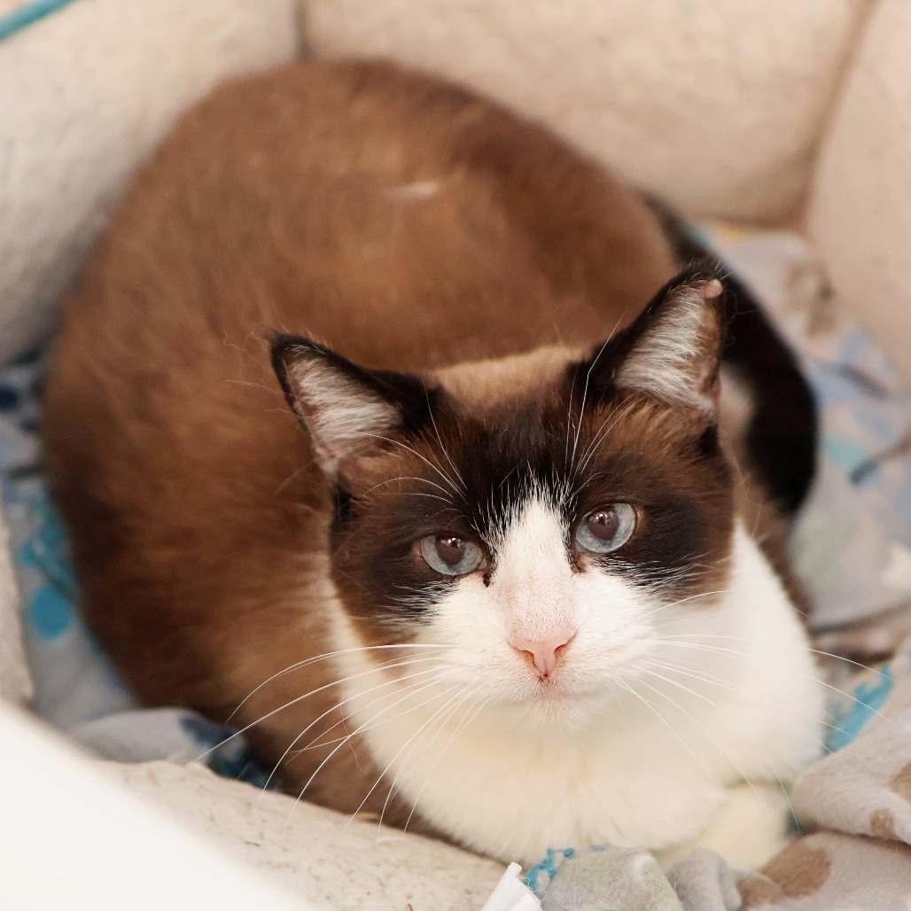 Faith, an adoptable Snowshoe, Domestic Short Hair in FAIRWAY, KS, 66205 | Photo Image 3