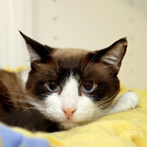 Faith, an adoptable Snowshoe, Domestic Short Hair in FAIRWAY, KS, 66205 | Photo Image 4