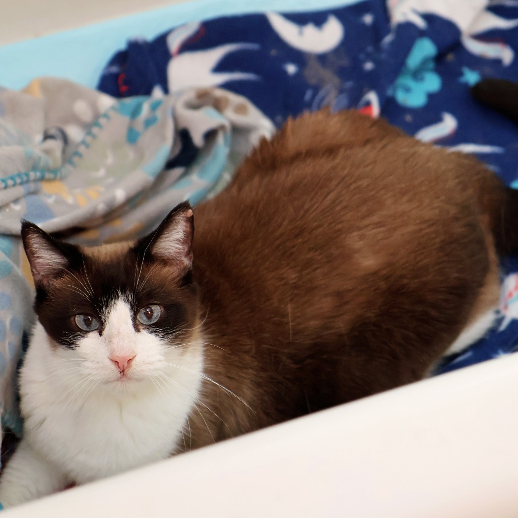 Faith, an adoptable Snowshoe, Domestic Short Hair in FAIRWAY, KS, 66205 | Photo Image 4