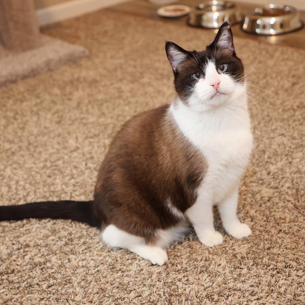 Faith, an adoptable Snowshoe, Domestic Short Hair in FAIRWAY, KS, 66205 | Photo Image 4