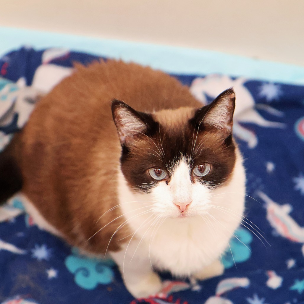 Faith, an adoptable Snowshoe, Domestic Short Hair in FAIRWAY, KS, 66205 | Photo Image 5