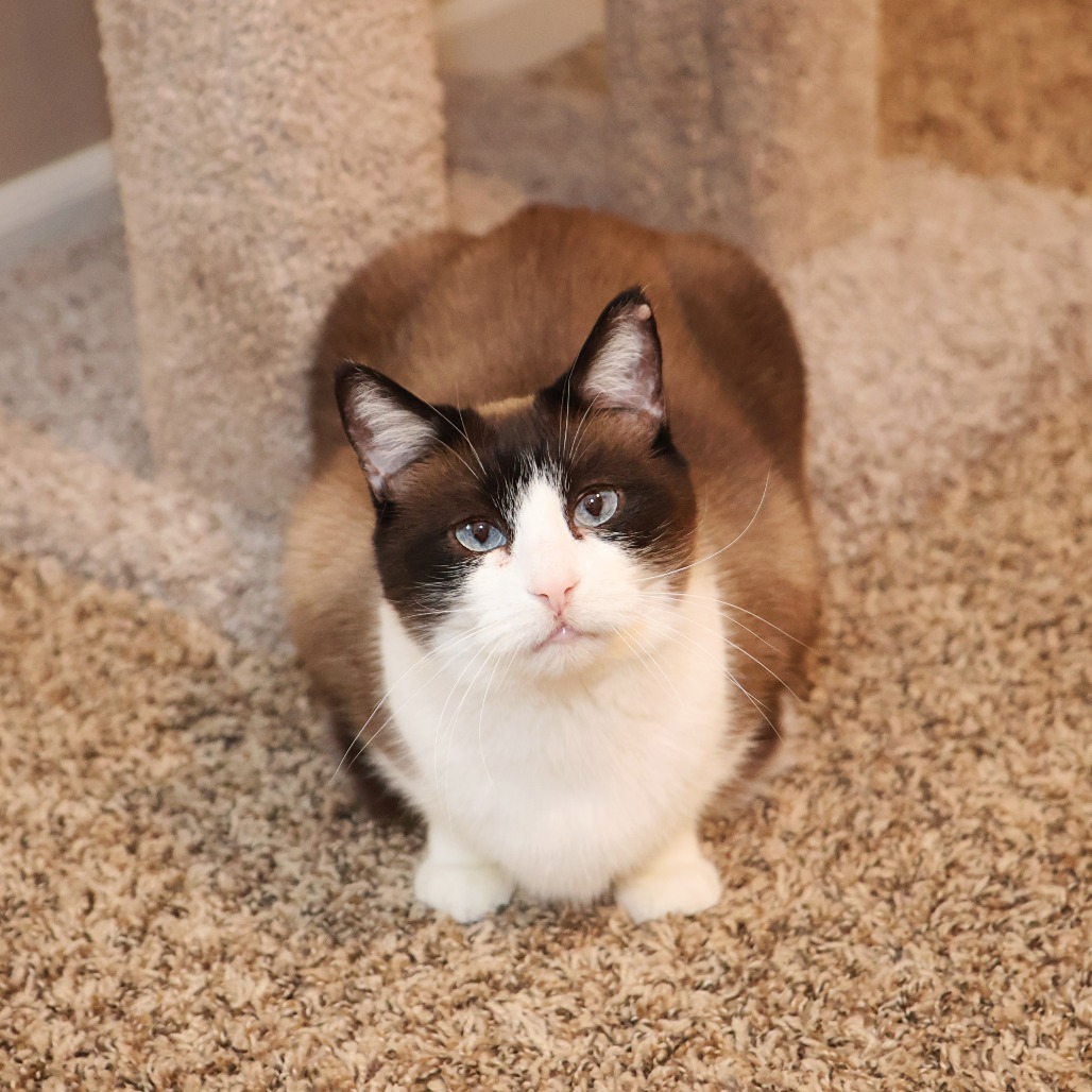 Faith, an adoptable Snowshoe, Domestic Short Hair in FAIRWAY, KS, 66205 | Photo Image 5