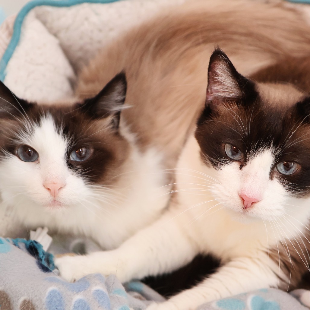 Faith, an adoptable Snowshoe, Domestic Short Hair in FAIRWAY, KS, 66205 | Photo Image 6