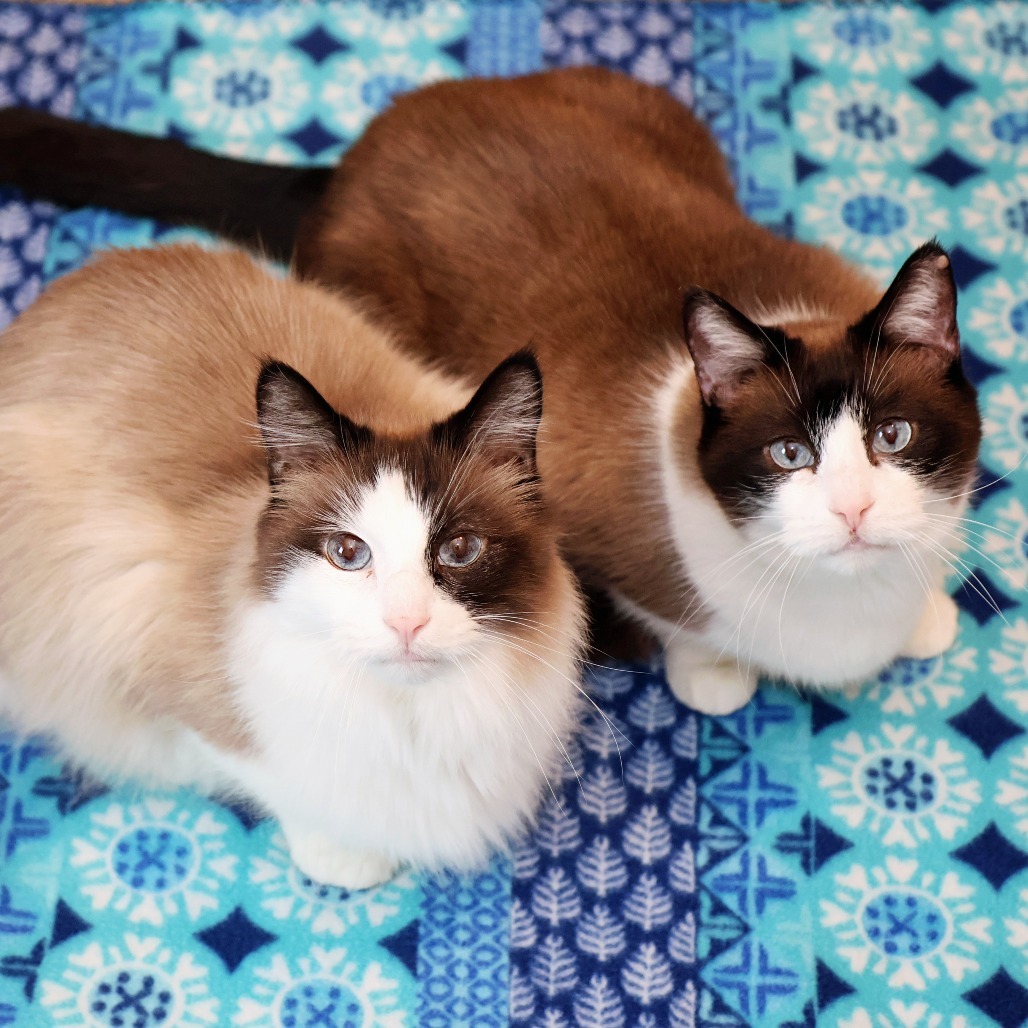 Faith, an adoptable Snowshoe, Domestic Short Hair in FAIRWAY, KS, 66205 | Photo Image 6