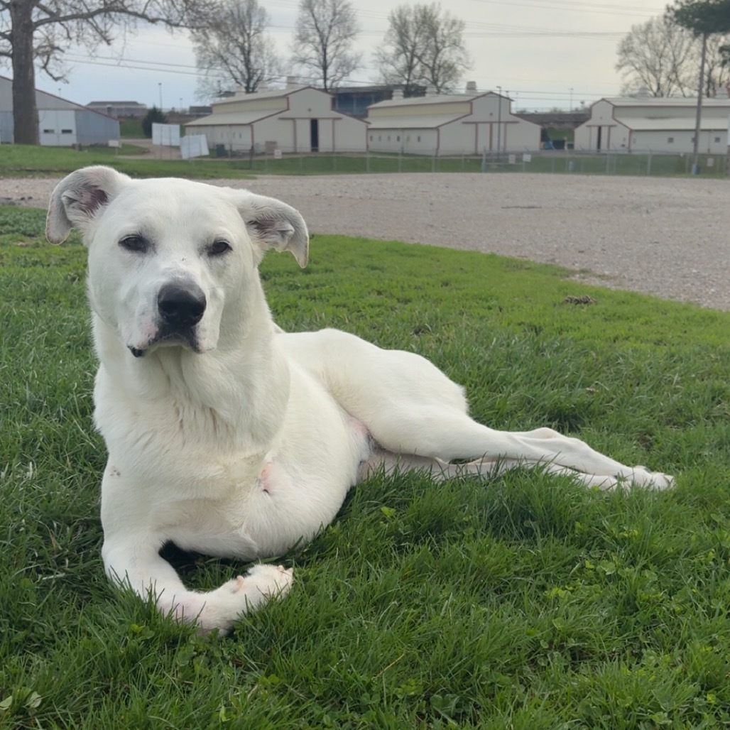 Lucas, an adoptable Labrador Retriever, Mixed Breed in Springfield, IL, 62702 | Photo Image 1