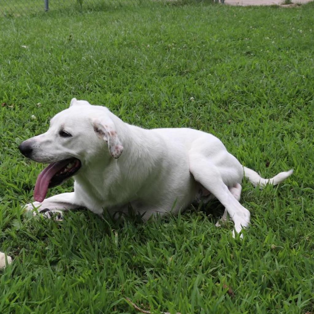 Lucas, an adoptable Labrador Retriever, Mixed Breed in Springfield, IL, 62702 | Photo Image 2