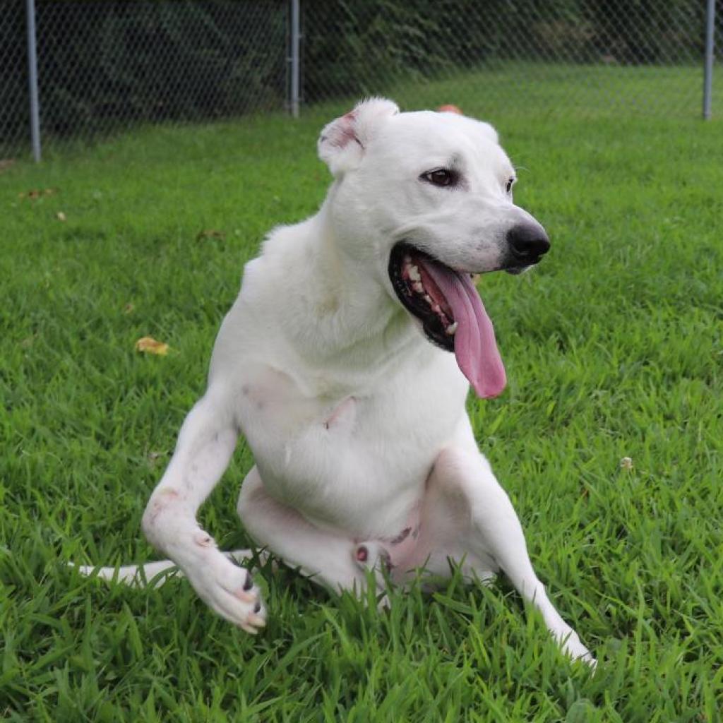 Lucas, an adoptable Labrador Retriever, Mixed Breed in Springfield, IL, 62702 | Photo Image 3