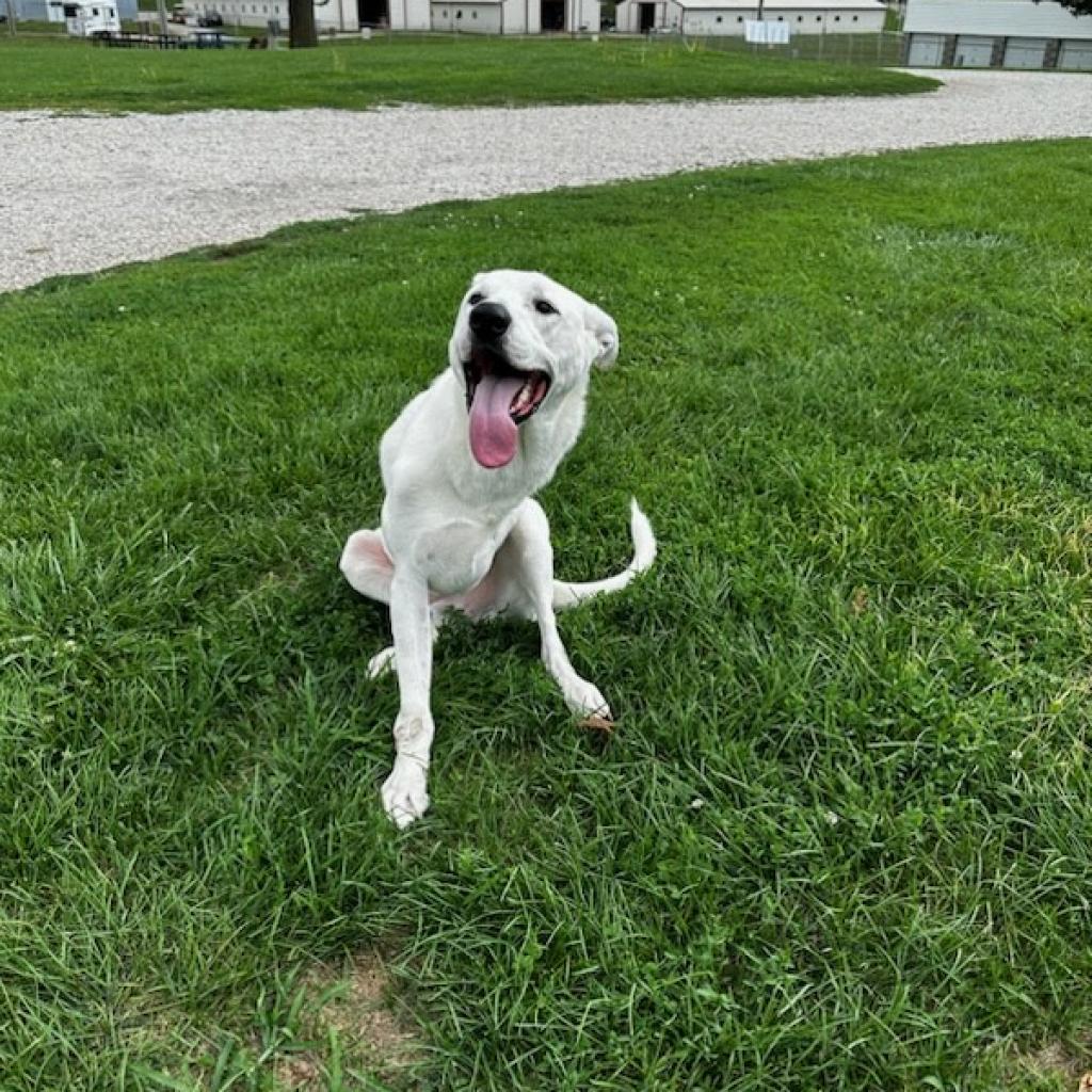 Lucas, an adoptable Labrador Retriever, Mixed Breed in Springfield, IL, 62702 | Photo Image 4