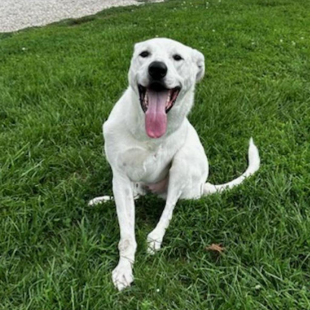 Lucas, an adoptable Labrador Retriever, Mixed Breed in Springfield, IL, 62702 | Photo Image 5