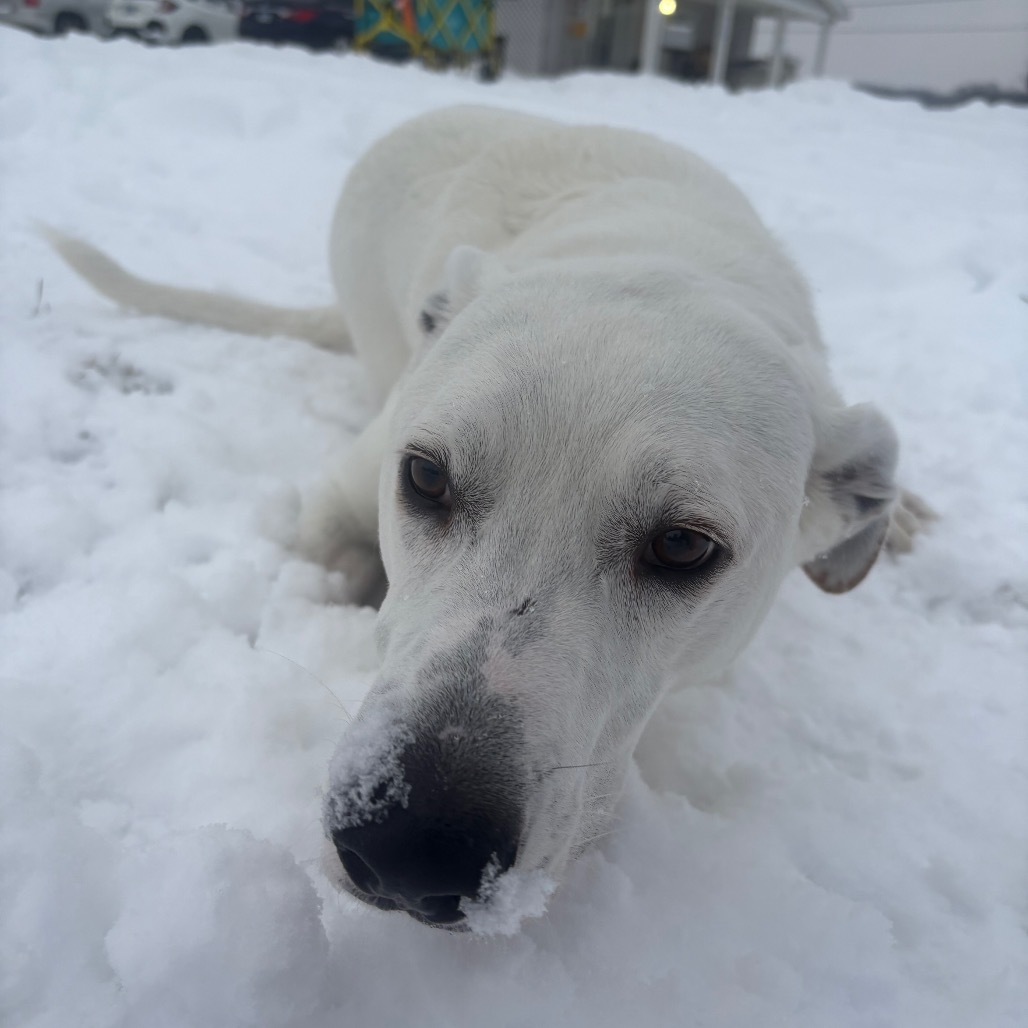 Lucas, an adoptable Labrador Retriever, Mixed Breed in Springfield, IL, 62702 | Photo Image 6
