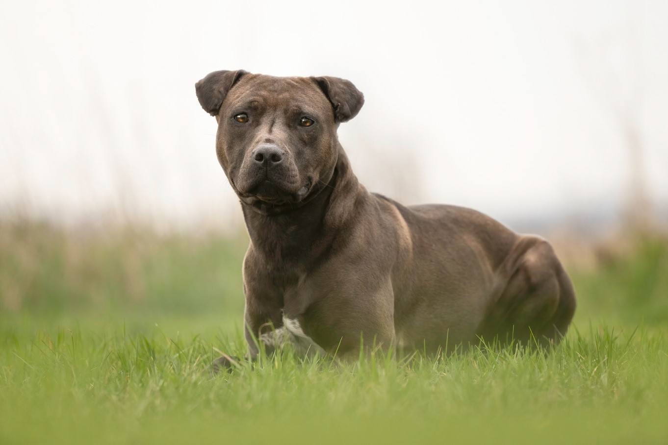 Kai, an adoptable Pit Bull Terrier, Mixed Breed in Elizabeth, IL, 61028 | Photo Image 1