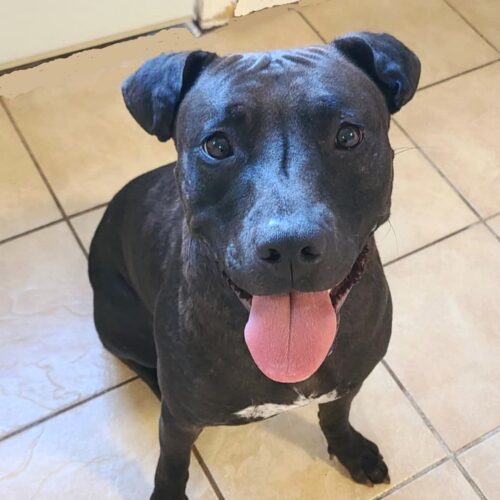 Kai, an adoptable Pit Bull Terrier, Mixed Breed in Elizabeth, IL, 61028 | Photo Image 2