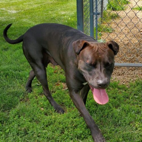 Kai, an adoptable Pit Bull Terrier, Mixed Breed in Elizabeth, IL, 61028 | Photo Image 3