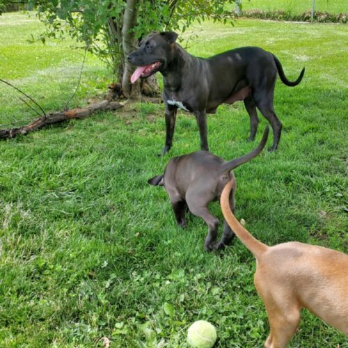 Kai, an adoptable Pit Bull Terrier, Mixed Breed in Elizabeth, IL, 61028 | Photo Image 4