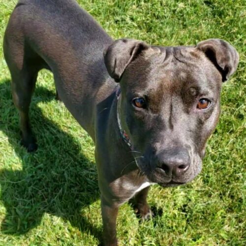 Kai, an adoptable Pit Bull Terrier, Mixed Breed in Elizabeth, IL, 61028 | Photo Image 5