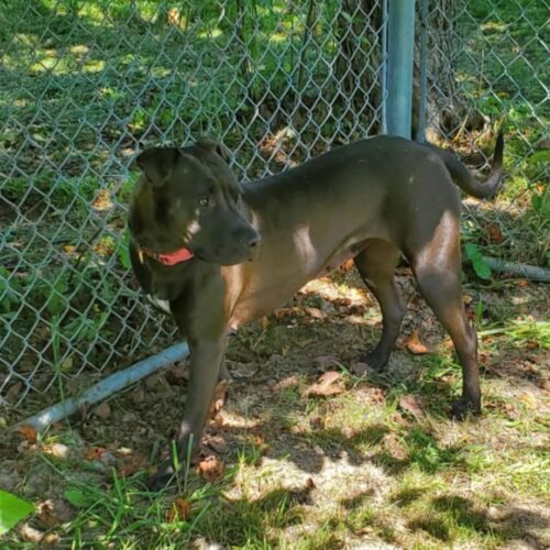 Kai, an adoptable Pit Bull Terrier, Mixed Breed in Elizabeth, IL, 61028 | Photo Image 6