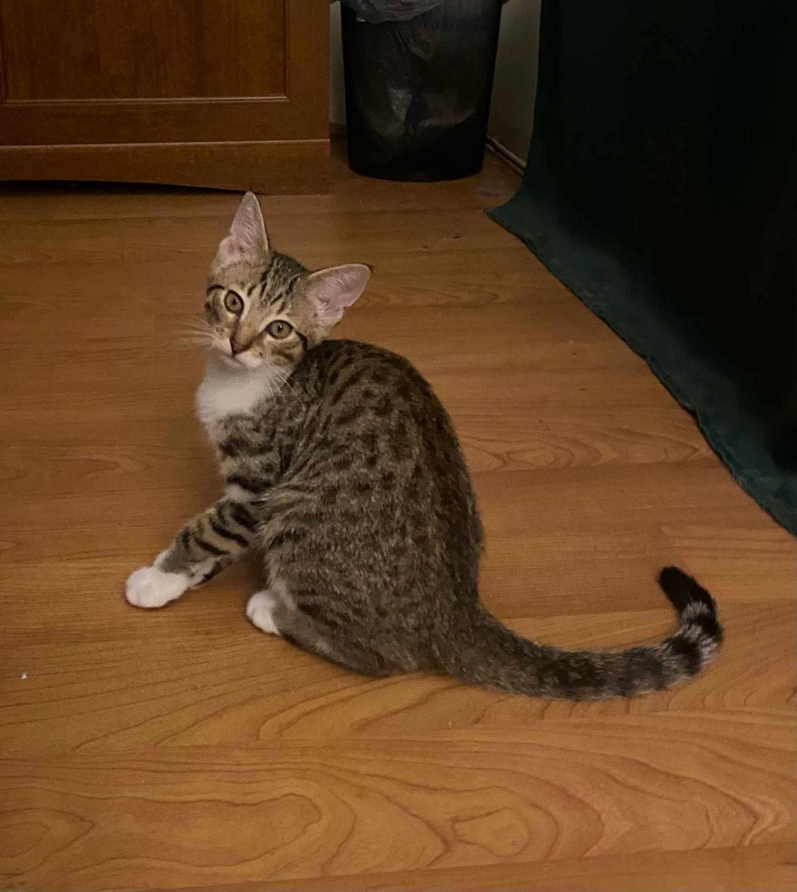 Clementine, an adoptable Domestic Short Hair, Ocicat in Morehead, KY, 40351 | Photo Image 1