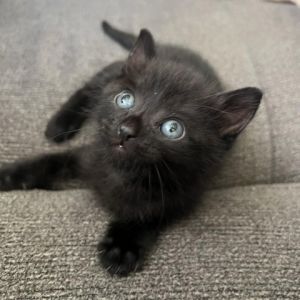 Meet Cosmo an adorable black male kitten with a heartwarming rescue story Cosmo and his siblings w