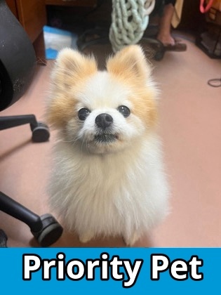 Nigel `A PRIORITY PET`, an adoptable Pomeranian in Columbia, SC, 29211 | Photo Image 1