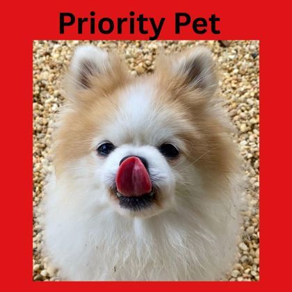 Nigel `A PRIORITY PET`, an adoptable Pomeranian in Columbia, SC, 29211 | Photo Image 1