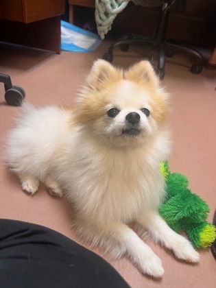 Nigel `A PRIORITY PET`, an adoptable Pomeranian in Columbia, SC, 29211 | Photo Image 2