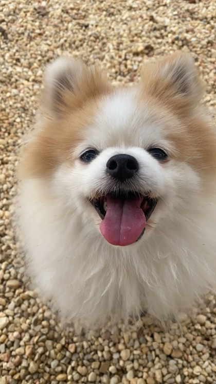 Nigel `A PRIORITY PET`, an adoptable Pomeranian in Columbia, SC, 29211 | Photo Image 2