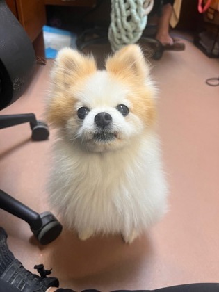 Nigel `A PRIORITY PET`, an adoptable Pomeranian in Columbia, SC, 29211 | Photo Image 3