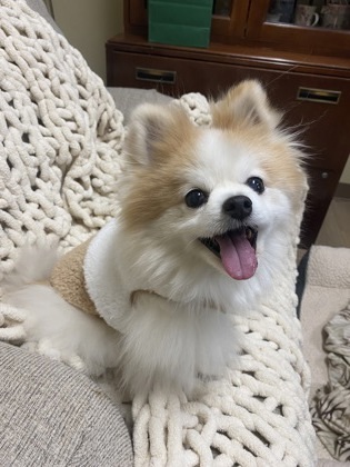 Nigel `A PRIORITY PET`, an adoptable Pomeranian in Columbia, SC, 29211 | Photo Image 3