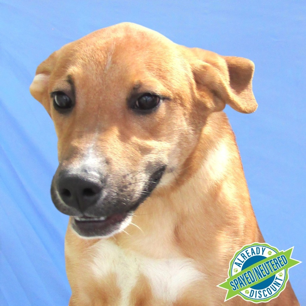 Clyde, an adoptable Mixed Breed in Las Cruces, NM, 88012 | Photo Image 1