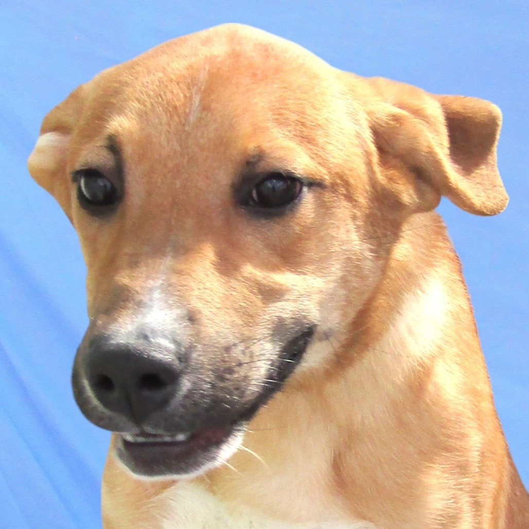 Clyde, an adoptable Mixed Breed in Las Cruces, NM, 88012 | Photo Image 1