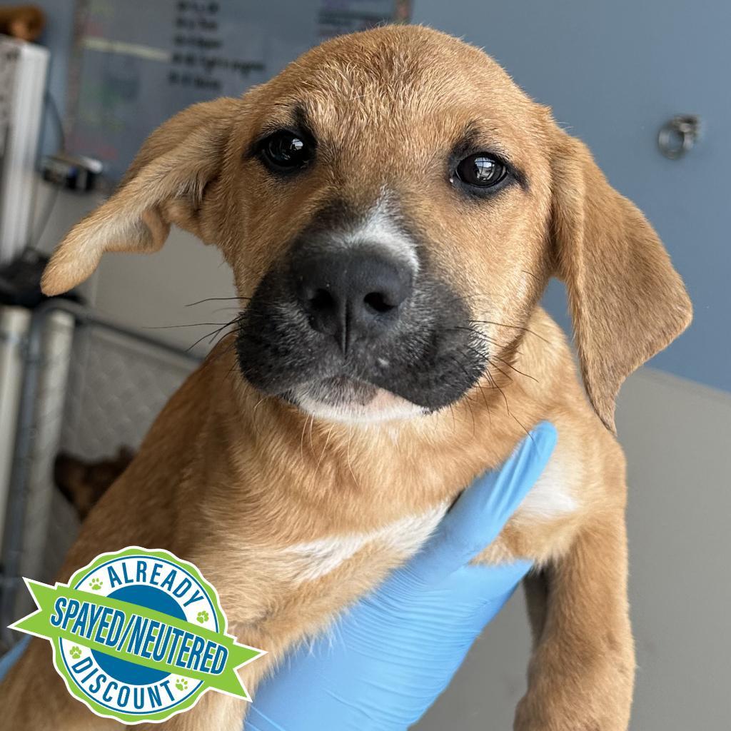 Clyde, an adoptable Mixed Breed in Las Cruces, NM, 88012 | Photo Image 2