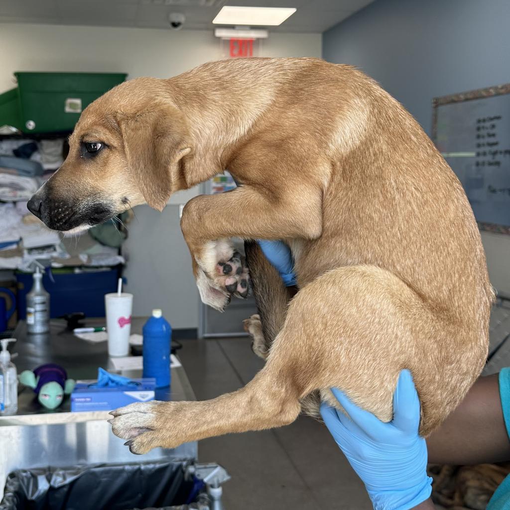 Clyde, an adoptable Mixed Breed in Las Cruces, NM, 88012 | Photo Image 3