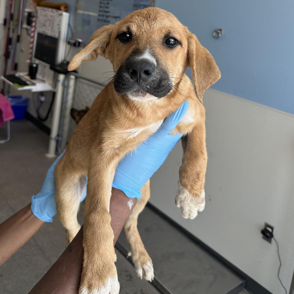 Clyde, an adoptable Mixed Breed in Las Cruces, NM, 88012 | Photo Image 3