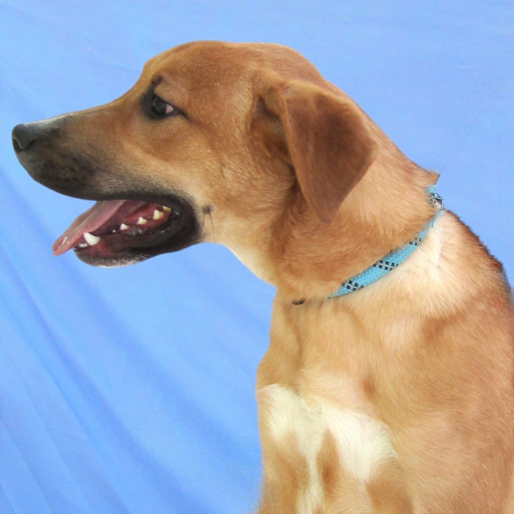 Clyde, an adoptable Mixed Breed in Las Cruces, NM, 88012 | Photo Image 4