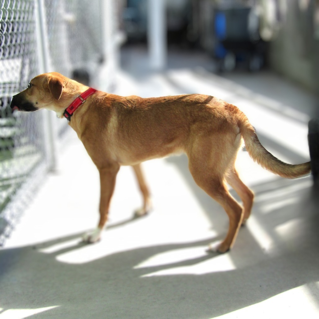 Clyde, an adoptable Mixed Breed in Las Cruces, NM, 88012 | Photo Image 5