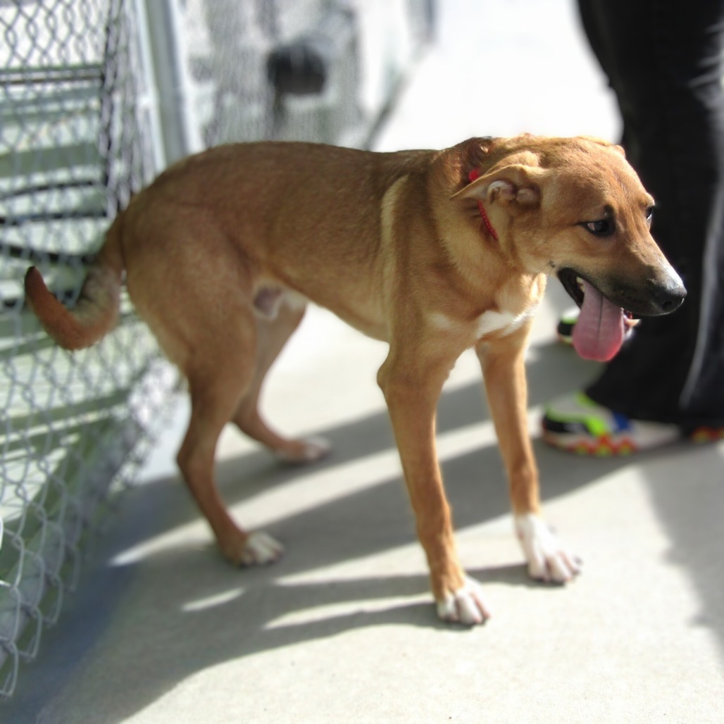 Clyde, an adoptable Mixed Breed in Las Cruces, NM, 88012 | Photo Image 6