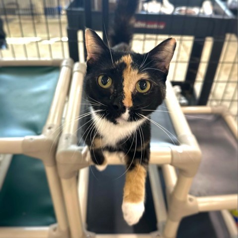 Luna, an adoptable Domestic Short Hair in Spanish Fork, UT, 84660 | Photo Image 1