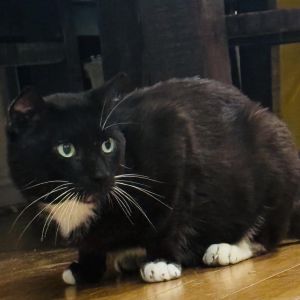 This beautiful little guy is very talkative and affectionate though he prefers 