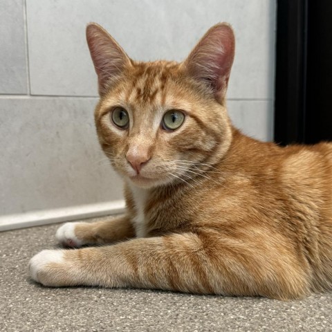 Tigger, an adoptable Domestic Short Hair in Hailey, ID, 83333 | Photo Image 3