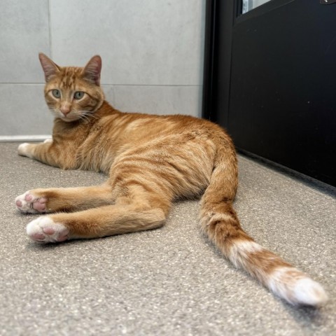 Tigger, an adoptable Domestic Short Hair in Hailey, ID, 83333 | Photo Image 4