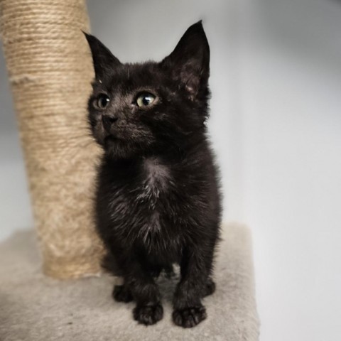 Tide, an adoptable Domestic Medium Hair in Mount Shasta, CA, 96067 | Photo Image 1