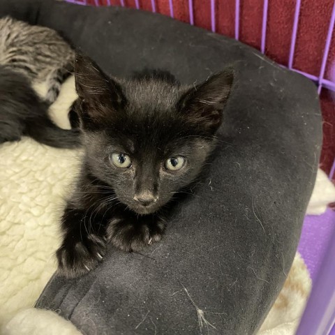 Tide, an adoptable Domestic Medium Hair in Mount Shasta, CA, 96067 | Photo Image 5