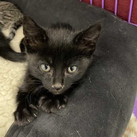 Tide, an adoptable Domestic Medium Hair in Mount Shasta, CA, 96067 | Photo Image 6