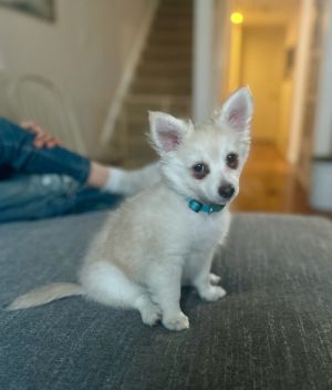 Austin [G&amp;G litter] Papillon Dog