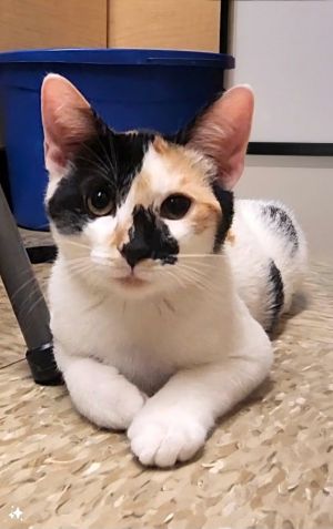 Poppy Calico Cat