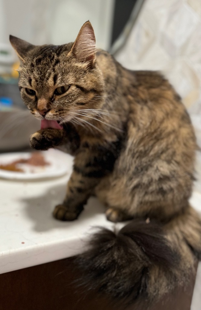 Persephone, an adoptable Domestic Medium Hair in Brainardsville, NY, 12915 | Photo Image 1